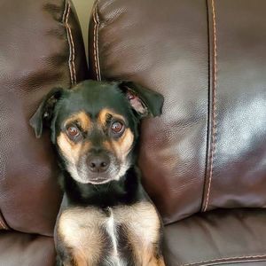 Meet your Posher, Anthony